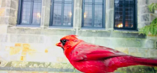 Nahant Public Library Welcomes Bird Buddy
